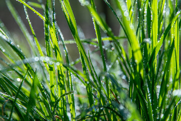 Dew on green grass. Fresh nature. Drops water. Floral background