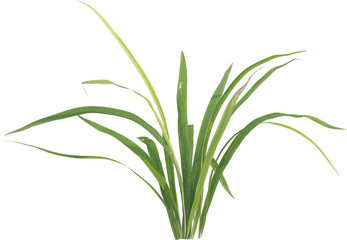 Side view of forest grass