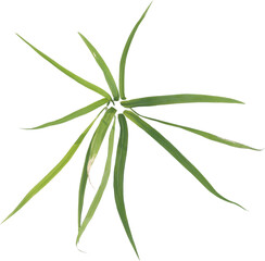 Top view of forest grass
