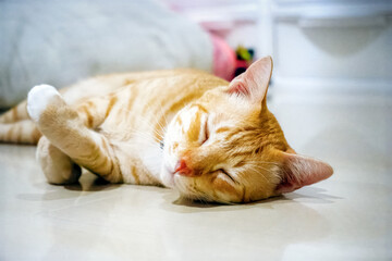 Close-up of a peaceful cat sleeping soundly on the floor.