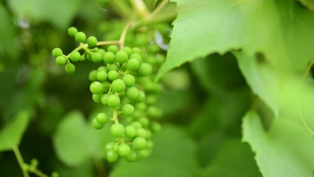 Green unripe grapes swaying in the wind close-up.