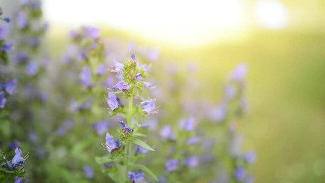Echium vulgare &mdash; known as viper's bugloss and blueweed &mdash; is species of flowering plant in borage family Boraginaceae. It is toxic to horses through accumulation of pyrrolizidine alkaloids in liver.
