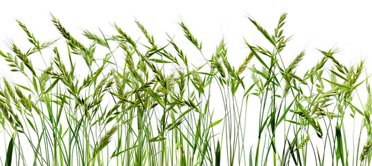 Oat Grass Isolated on white background