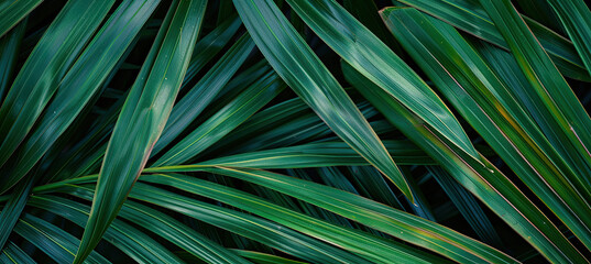 Palm leaf texture natural tropical green leaf close up - Powered by Adobe