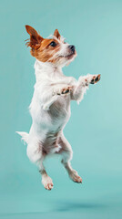 Young dog jumping up on pastel blue background