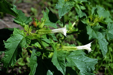 Stechapfel, Gemeiner, Datura stramonium Insel Jersey