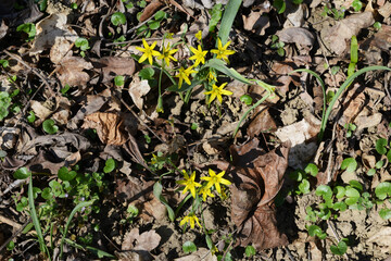 Gelbstern, Gewöhnlicher Gelbstern,  Gagea lutea