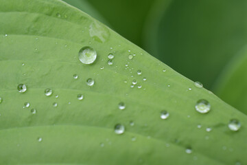 春の植物と雨粒