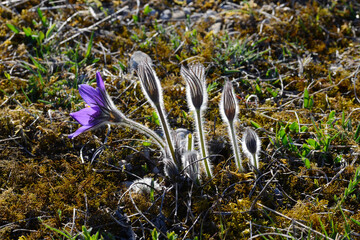 Finger-Küchenschelle, Pulsatilla patens