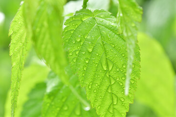 春の植物と雨粒