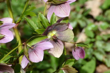 Christrose, Helleborus niger
