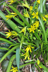 Obraz premium Gelbstern, Gewöhnlicher Gelbstern, Gagea lutea