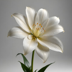 Fototapeta premium white lily flower