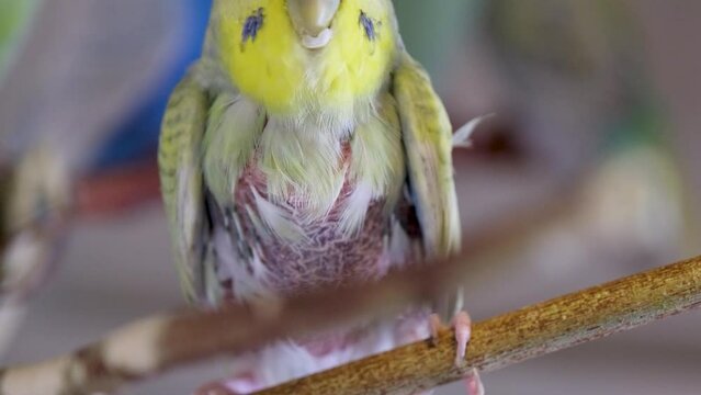 Close up view of a sick female budgerigar in a cage.