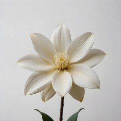 white and yellow flower