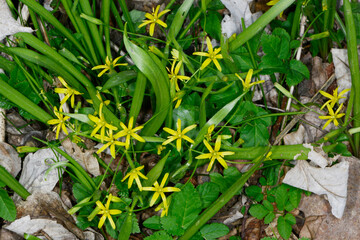 Gelbstern, Wiesen-Gelbstern,  Gagea pratensis