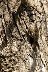 Short-toed Treecreeper (Certhia brachydactyla) - Climbing Expert of Lloret de Mar