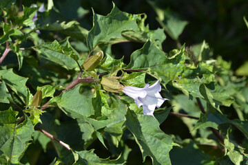 Stechapfel, Gemeiner, Datura stramonium mit grünen noch unreifen Samenkapseln