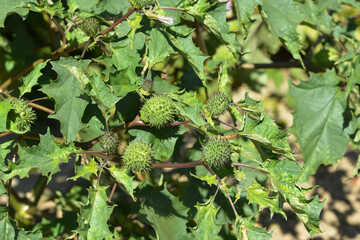 Stechapfel, Gemeiner, Datura stramonium mit grünen noch unreifen Samenkapseln