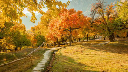Autumn leaves, clear skies, northern Pakistan.