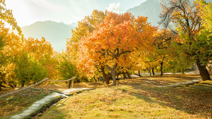 Autumn leaves, clear skies, northern Pakistan.