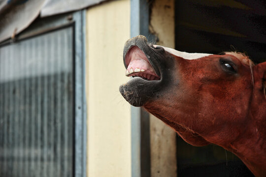 Horse, stallion looks out of his stable, he neighs and is flying