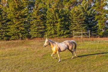 Beautiful, white horse bathed in golden light walking through a pasture in Saskatchewan with a...