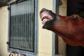 Horse, stallion looks out of his stable, he neighs and is flying