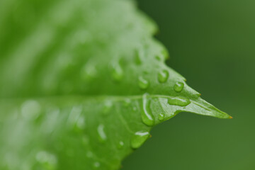 春の植物と雨粒