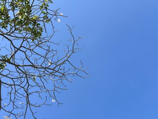 branches against sky