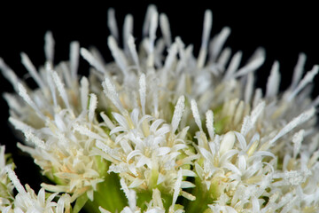 Wei&szlig;e Pestwurz,  Petasites albus