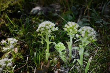 Weiße Pestwurz,  Petasites albus