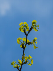 Ast mit jungen Blättern des Gingko Baum