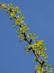 Ast mit jungen Blättern des Gingko Baum
