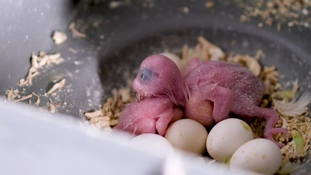 Featherless newborn birds and not cracked eggs in a nest.