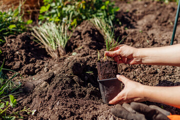 Gardener planting potted ornamental grasses in spring garden. Taking sporobolus airoides out of...