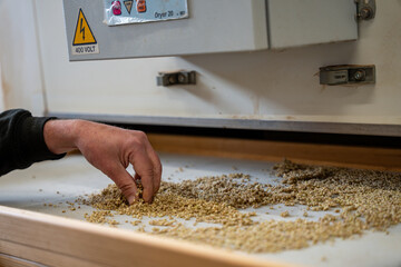 Du blé dans les mains d'un homme