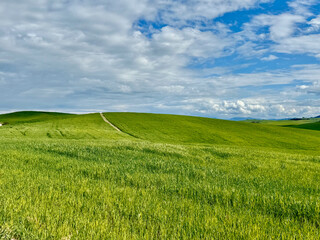 Naklejka premium A lush green fields under a clear blue sky, Tuscany hills, Italy.