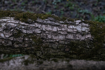 moss on the tree in the forest