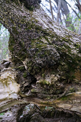 moss on the tree in the forest
