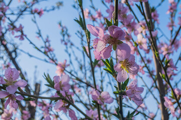 pink flower against blue sky