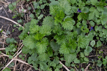 nettle leaves