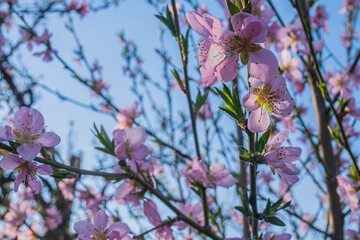 pink flower against blue sky