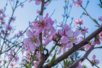 pink flower against blue sky