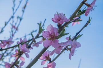 pink flower against blue sky
