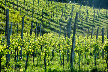 Monein vineyard in spring in the Pyrénées-Atlantiques