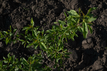plant growing in soil
