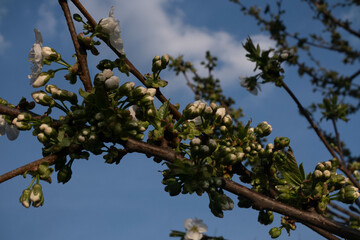 a tree branch with buds