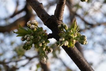 a tree branch with buds