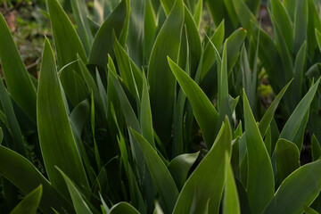 close up of green grass